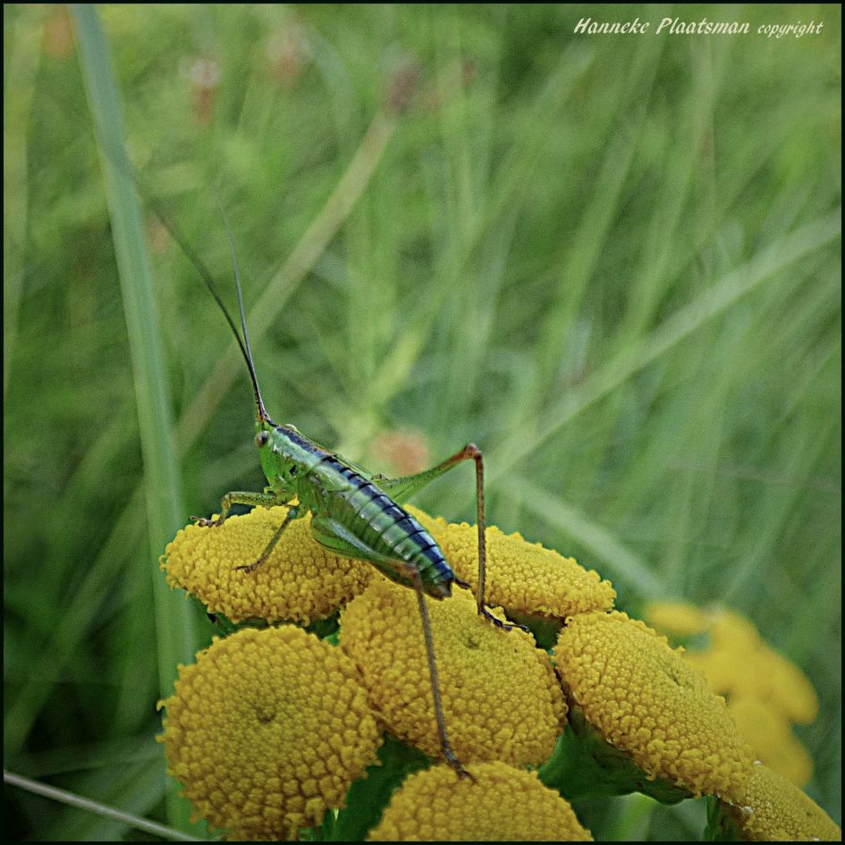 Klein sprinkhaantje 1